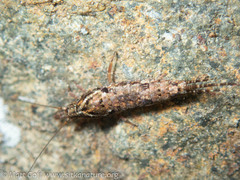 Pedetontus submutans