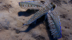 Dactylopterus volitans