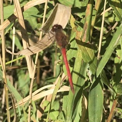 Sympetrum vicinum