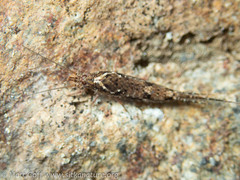 Pedetontus submutans