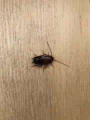 Parcoblatta pennsylvanica