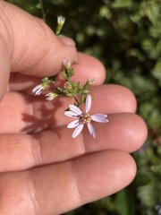 Symphyotrichum cordifolium