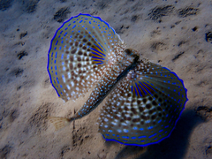 Dactylopterus volitans