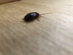 Parcoblatta pennsylvanica