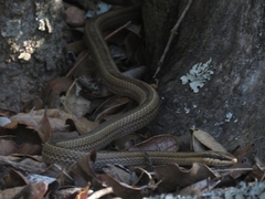 Philodryas chamissonis