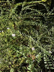 Symphyotrichum cordifolium