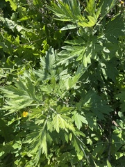 Artemisia vulgaris