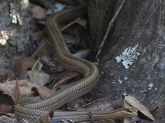 Philodryas chamissonis