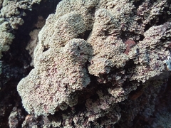 Hypocenomyce scalaris