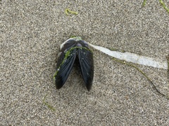 Mytilus californianus