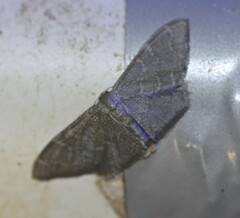 Idaea coercita