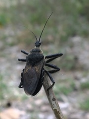 Apiomerus lanipes