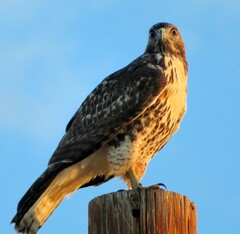 Buteo jamaicensis