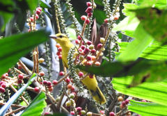 Oriolus chinensis