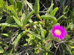 Carpobrotus dimidiatus