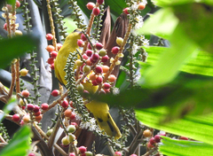 Oriolus chinensis