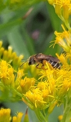Odontalictus
