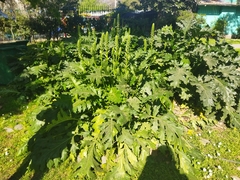 Acanthus mollis