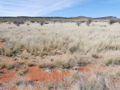 Vachellia luederitzii luederitzii