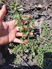 Amaranthus albus
