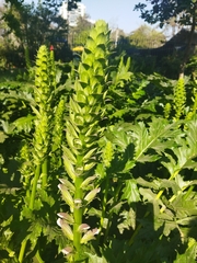 Acanthus mollis