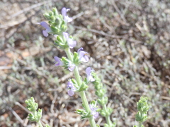 Salvia disermas