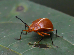 Ellipticus dorbignyi