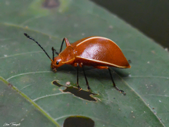 Ellipticus dorbignyi