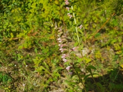 Odontites vulgaris