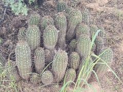 Echinocereus engelmannii fasciculatus