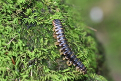 Arthrophaga