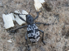 Aegorhinus superciliosus