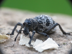 Aegorhinus superciliosus