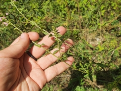 Odontites vulgaris