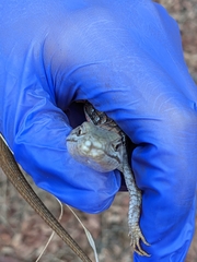 Elgaria multicarinata webbii