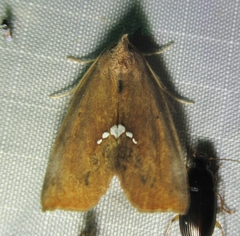 Hypsoropha hormos