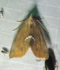 Hypsoropha hormos