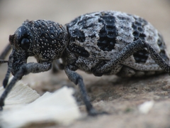 Aegorhinus superciliosus