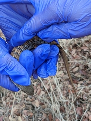 Elgaria multicarinata webbii