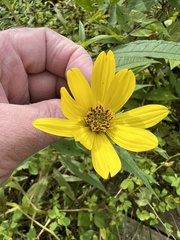 Helianthus decapetalus