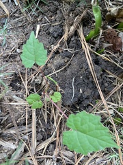 Ampelopsis glandulosa