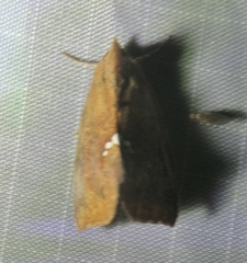 Hypsoropha hormos