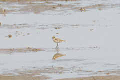Charadrius pecuarius