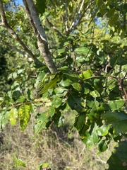 Zanthoxylum clava-herculis