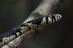 Spilotes pullatus