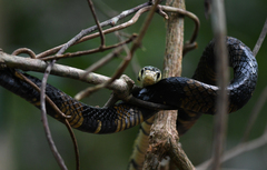 Spilotes pullatus