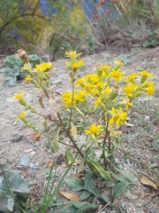 Solidago virgaurea