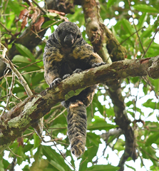 Pithecia irrorata