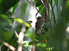 Malacoptila semicincta