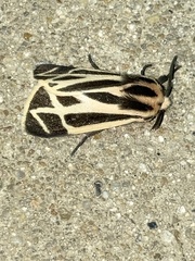 Apantesis phalerata